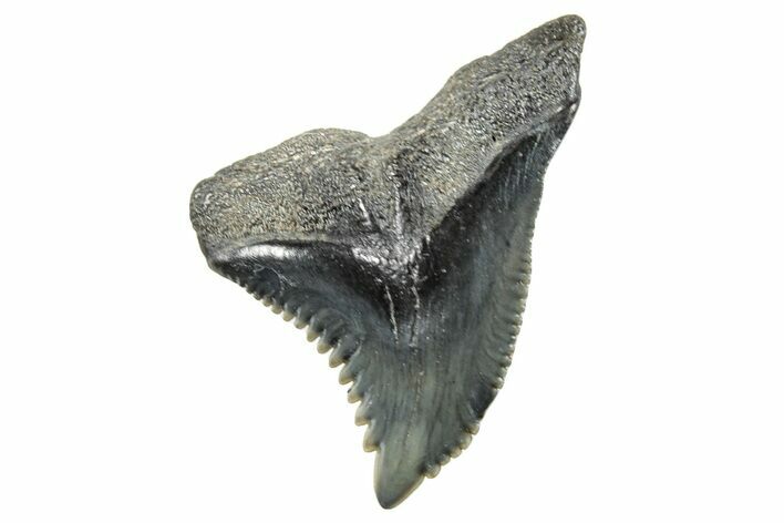 Snaggletooth Shark (Hemipristis) Tooth - South Carolina #270039
